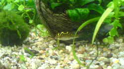 Palembang Kugelfisch (Hubert)