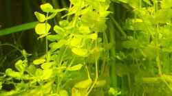  Pfeielkraut / Micranthemum umbrosum