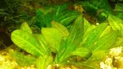 Echinodorus parvifloruus