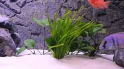 Pflanzen im Aquarium Becken 10184