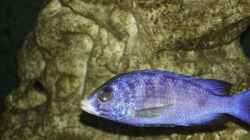Placidochromis  Mdoka White Lips