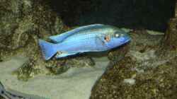melanochromis lapidophage Paar