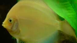 Ein weisser Diamant