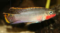 Pelvicachromis taeniatus Nigeria Red, Männchen