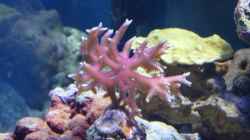 Seriatopora hystrix - Christusdorn-Koralle oder Stachelbuschkoralle am Anfang