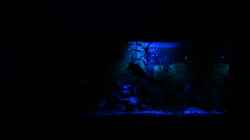 Aquarium Becken 10384