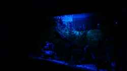 Aquarium Becken 10384
