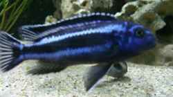 Melanochromis maingano Bock