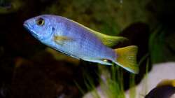 Besatz im Aquarium Mbuna-Bay (VERKAUFT)