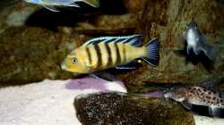 Besatz im Aquarium Mbuna-Bay (VERKAUFT)