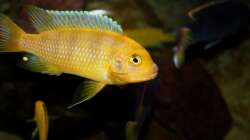 Besatz im Aquarium Mbuna-Bay (VERKAUFT)