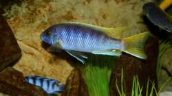 Besatz im Aquarium Mbuna-Bay (VERKAUFT)