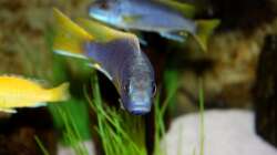 Besatz im Aquarium Mbuna-Bay (VERKAUFT)