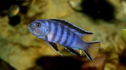 Besatz im Aquarium Mbuna-Bay (VERKAUFT)