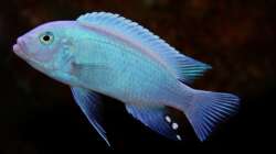 Besatz im Aquarium Mbuna-Bay (VERKAUFT)