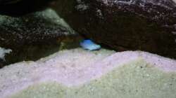 Besatz im Aquarium Mbuna-Bay (VERKAUFT)