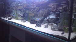 Aquarium Becken 10621