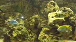Besatz im Aquarium Becken 10655