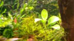 Pflanzen im Aquarium Becken 10667