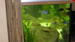 Aquarium Räuber aus dem Werder.... ähmm Malawisee