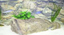 Dekoration im Aquarium Räuber aus dem Werder.... ähmm Malawisee