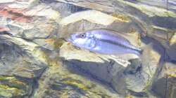 Dimidiochromis compressiceps Weib