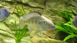 Fossochromis rostratus Weib