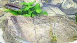 Pflanzen im Aquarium Räuber aus dem Werder.... ähmm Malawisee