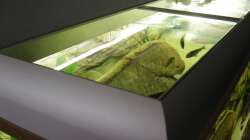 Aquarium Räuber aus dem Werder.... ähmm Malawisee