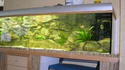 Aquarium Räuber aus dem Werder.... ähmm Malawisee