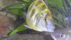 Nimbochromis venustus Bock