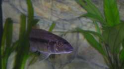 Taeniochromis holotaenia Bock