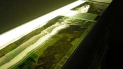 Aquarium Räuber aus dem Werder.... ähmm Malawisee