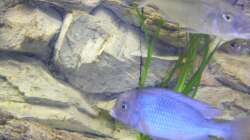 Cyrtocara moorii Bock