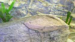 Dekoration im Aquarium Räuber aus dem Werder.... ähmm Malawisee