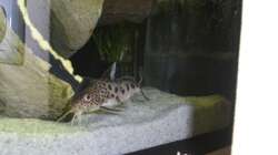 Besatz im Aquarium Räuber aus dem Werder.... ähmm Malawisee