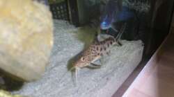 nen Multi und ein Ahli, rechter Felsen ist von der rechten Seite einsehbar