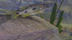 Exochromis anagenys, Geschlecht ? der Züchter war sich aber schon sicher dass es