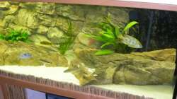 Aquarium Räuber aus dem Werder.... ähmm Malawisee