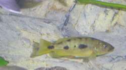 Exochromis anagenys