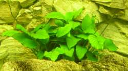 Pflanzen im Aquarium Räuber aus dem Werder.... ähmm Malawisee