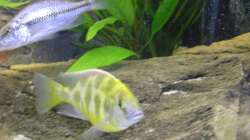 Nimbochromis venustus Bock