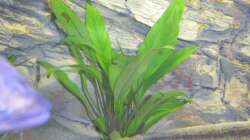 Pflanzen im Aquarium Räuber aus dem Werder.... ähmm Malawisee