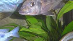 Fossochromis rostratus Bock