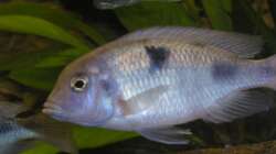Cyrtocara moorii Weib