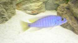 Sciaenochromis fryeri ???ahli??? Bock