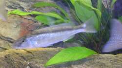 Champsochromis caeruleus Weib