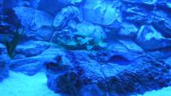 Technik im Aquarium Räuber aus dem Werder.... ähmm Malawisee