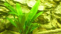 Pflanzen im Aquarium Räuber aus dem Werder.... ähmm Malawisee