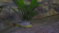 Nimbochromis venustus Weib